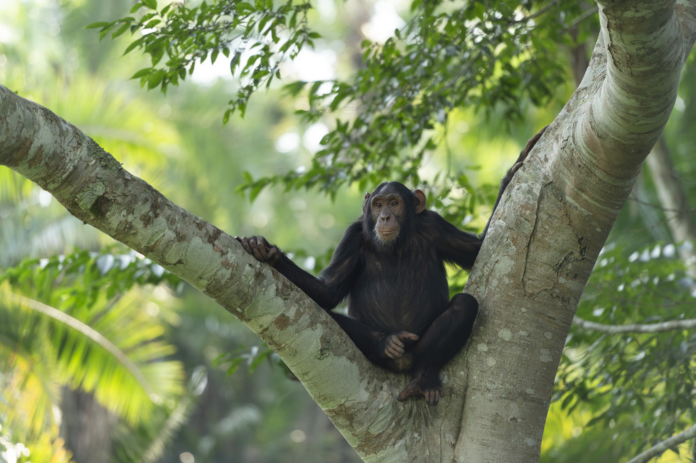 Ewa Przeździecka wildlife photography, Ewa Przeździecka fotografia przyrody