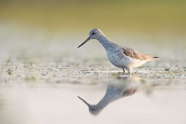 Ewa Przeździecka wildlife photography, Ewa Przeździecka fotografia przyrody