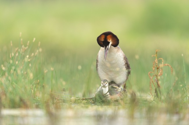 Ewa Przeździecka wildlife photography, Ewa Przeździecka fotografia przyrody