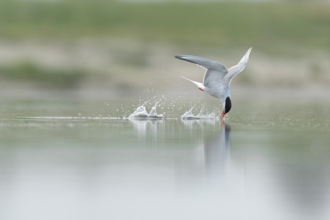 Ewa Przeździecka wildlife photography, Ewa Przeździecka fotografia przyrody