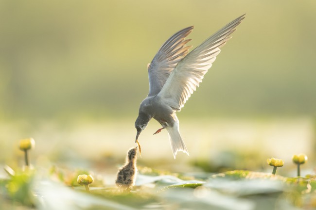 Ewa Przeździecka wildlife photography, Ewa Przeździecka fotografia przyrody