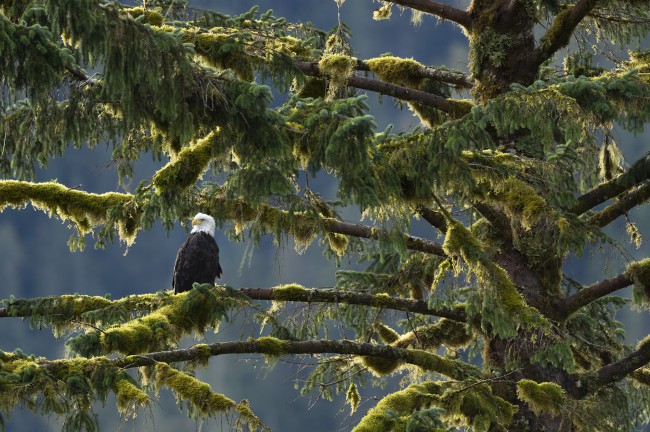 Ewa Przeździecka wildlife photography, Ewa Przeździecka fotografia przyrody