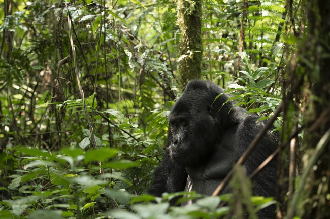 Ewa Przeździecka wildlife photography, Ewa Przeździecka fotografia przyrody