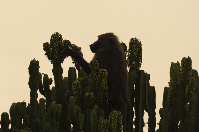 Ewa Przeździecka wildlife photography, Ewa Przeździecka fotografia przyrody