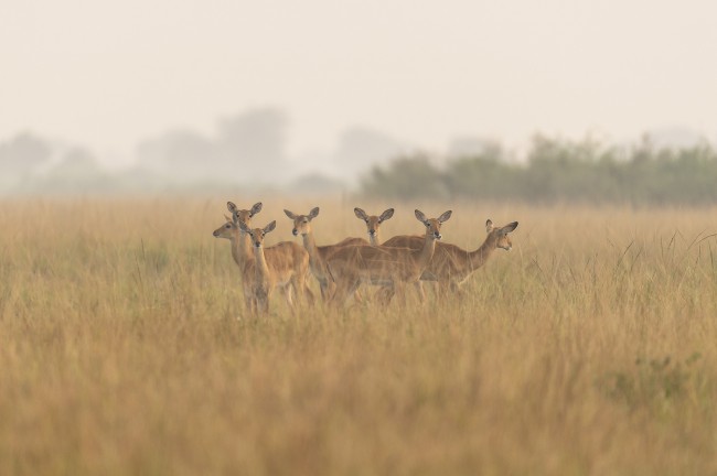 Ewa Przeździecka wildlife photography, Ewa Przeździecka fotografia przyrody
