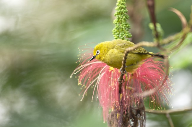 Ewa Przeździecka wildlife photography, Ewa Przeździecka fotografia przyrody